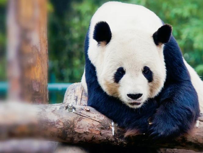 Tiananmen Square+Forbidden City+Bei